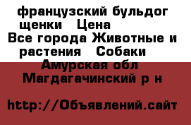 французский бульдог щенки › Цена ­ 50 000 - Все города Животные и растения » Собаки   . Амурская обл.,Магдагачинский р-н